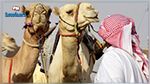 مصري يمتهن إجراء عمليات التجميل للإبل لرفع سعرها 