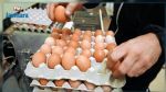 إرتفاع أسعار البيض : منظمة إرشاد المستهلك توضّح