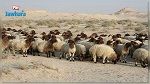 قفصة: إحباط تهريب 82 رأس غنم‎‎