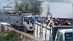إحباط عملية تهريب أبقار إلى الجزائر