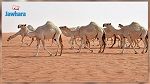 تطاوين: نفوق عدد من الإبل بشكل مفاجىء ومتزامن