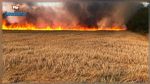 جندوبة: نشوب حريق في حقل شعير وقمح (فيديو) 