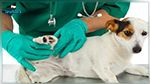 قعفور: يُمارس مهنة الطب البيطري دون شهادة علمية !