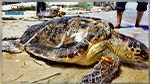 بمناسبة اليوم العالمي للسلحفاة البحرية: اطلاق سلحفاة بحرية ضخمة الرأس بجزيرة قوريا (فيديو)