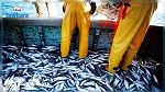 الميزان التجاري لمنتوجات الصيد البحري يحقق فائضا بقيمة 103 مليون دينار
