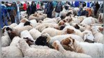 القصرين:  توفر 100 ألف  رأس غنم لعيد الأضحى