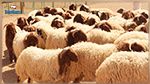 وزارة الفلاحة : توفر 1،6 مليون رأس من الأغنام لتغطية حاجيات السوق من الأضاحي لهذا الموسم 