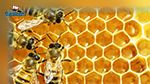 دراسة علمية : مركب داخل عسل النحل يدمر سرطان الثدي في 60 دقيقة!