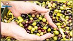 قفصة: تقديرات بإنتاج 50 الف طن من الزيتون خلال الموسم الفلاحي الحالي