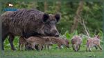 الخنزير يتربص بالمحاصيل والدواجن والفلاّح يستغيث ويطالب الجيش بحملة قنص