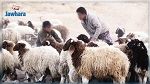 جندوبة: تفكيك عصابة مختصة في افتكاك المواشي بالقوة 