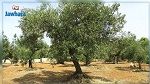 برنامج وزارة الفلاحة لمساعدة منتجي الزيتون يقتصر على 3 ولايات هذا العام