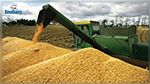 ديوان الحبوب: كميات الحبوب المجمّعة بلغت 7.5 مليون قنطار الى موفى أوت 2022