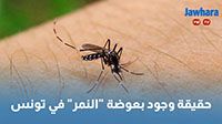 حقيقة وجود بعوضة