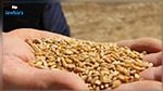 الكاف: رفع عينات من بذور القمح الصلب للتحليل 