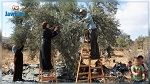 سوسة: انطلاق موسم جني الزيتون غدا الأربعاء