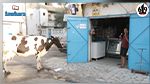 أزعجوه بإلحاحهم على الحليب: عطار يجلب بقرة لحرفائه ويكتب عليها 