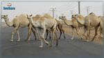 بن قردان: وفاة سائق سيارة 