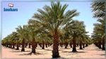 مصر تدخل موسوعة غينيس للأرقام القياسية بأكبر مزرعة نخيل تمور في العالم