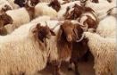 اتحاد الفلاحة:  السعر المرجعي لبيع الأضاحي لن يتجاوز 18د للكلغرام 