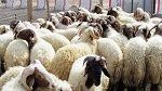 مع اقتراب عيد الاضحى: توصيات وزارة الفلاحة لمربي المواشي