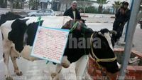 مواطن يحتج صحبة أبقاره أمام مقر ولاية المهدية