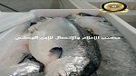 حجز 11 طنا من الأسماك كانت ستوزّع خارج المسالك القانونية