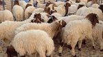 قابس: ارتفاع مُشطّ في أسعار الأضاحي