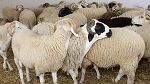 المنستير: تخصيص فضاء لبيع الأضاحي