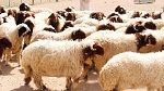 بلدية المنستير تضبط عددا من الاجراءات بخصوص ذبح الأضاحي ورفع الفضلات يوم العيد