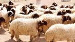 تراجع اسعار الأضاحي في سيدي بوزيد عشيّة عيد الأضحى 
