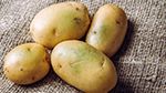 البقع الخضراء على البطاطس.. ما مدى خطورتها على صحتك؟