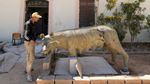 بيع كخردة.. العثور على تمثال أنثى ذئب أثري في ليبيا
