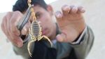 صيد الأطفال للعقارب في الجنوب التونسي: معهد باستور يرد على الاتهامات