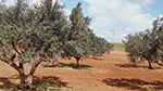 جندوبة: استرجاع عقار دولي فلاحي يمسح 03 هك