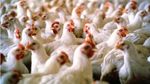 إنتاج دجاج اللحم يزيد بنسبة 7،4 بالمائة