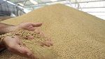 فرنسا تعتزم تزويد تونس بـ35 % من حاجياتها من القمح اللين و50 % من الشعير