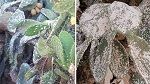 الاتحاد الجهوي للفلاحة ببوعرقوب يطلق صيحة فزع بعد انتشار الحشرة القرمزية
