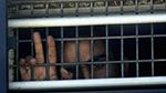 حركة الجـ.ـهاد الإسـ.ـلامي تضع شرطاً لتحرير الأسرى الإسـ.ـرائيليين لديها
