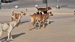 القيروان: وفاة شخص بداء الكلب‎