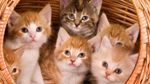 فرنسا: العثور على 100 قطة في ثلاجة منزل !