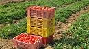تونس ضمن أكبر المنتجين للطماطم عربيا وهذه مرتبتها