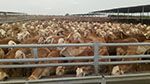 منغوليا: نفوق 6 ملايين رأس ماشية جرّاء الظروف المناخية 