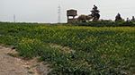 بني خلاّد: استرجاع عقار دولي فلاحي يمسح 56 هك