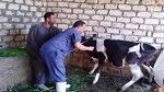 اتحاد الفلاحة يحذّر من مرض حيواني مُعدٍ ظهر في الجزائر و يدعو إلى منع وصوله إلى تونس