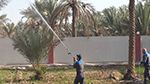 انطلاق حملات المداواة العلاجية لعنكبوت الغبار في عدد من الواحات