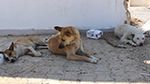 رئيسة جمعية حماية الحيوانات: 'المواطن بدوره مسؤول عن إنتشار داء الكلب في تونس'