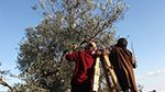 السبت المقبل: انطلاق موسم جني الزيتون بولاية سوسة