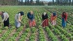 مرسوم رئاسي لتعزيز الحقوق الاقتصادية والاجتماعية للعاملات الفلاحيات 