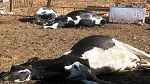 جندوبة: نفوق 9 رؤوس أبقار بسبب مرض الجلد العقدي